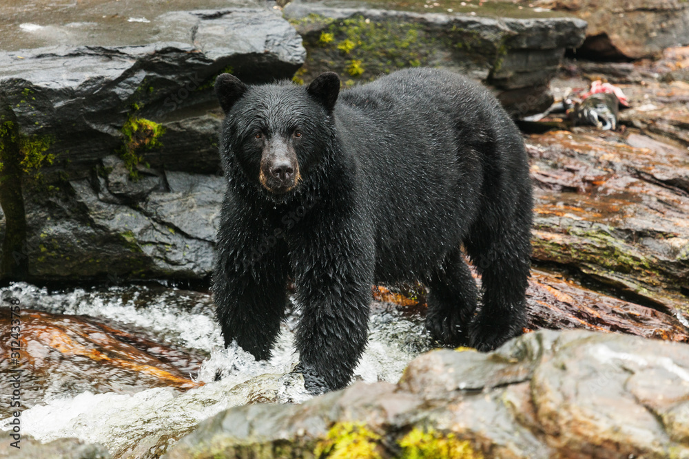 Black Bear